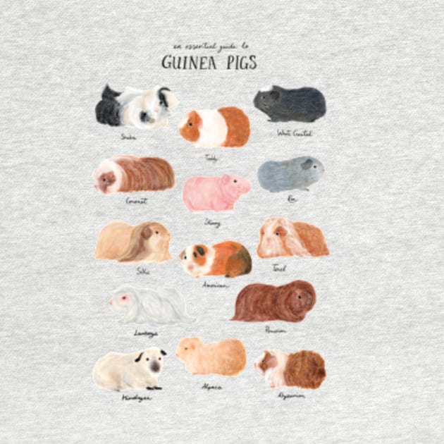 Guinea Pig Breed Chart by Delaserratoyou